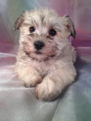 Schnoodle Puppies for sale.  This is Female Puppy ID#9. Born Oct. 23rd 2013 She can fly to MA,MD,FL,CA,IL,DC and many other states for only $150. 